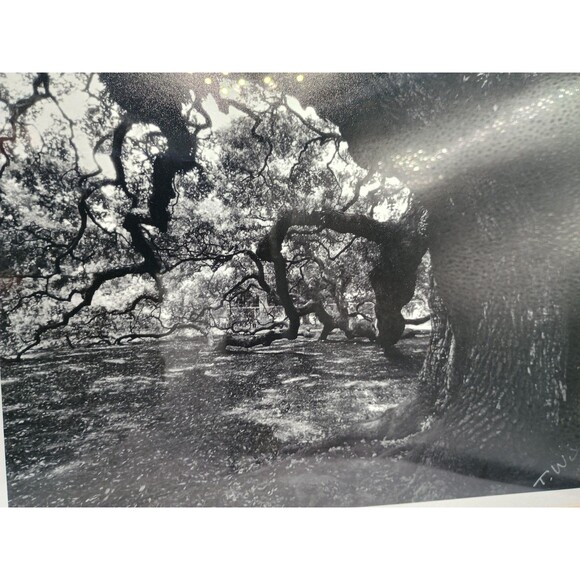 Photographic Art Angel Oak Tree John Island SC By Toni Winn 14.5x11 - Picture 6 of 10